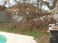 Backyard fell tree.jpg